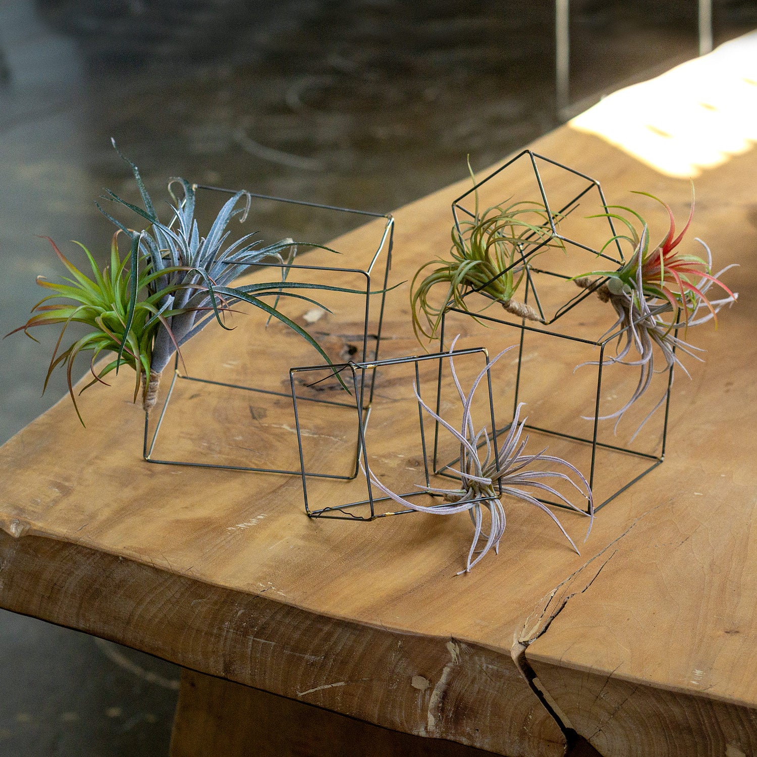 A selection of air plants tied to raw wire cube sculptures on a wood table.