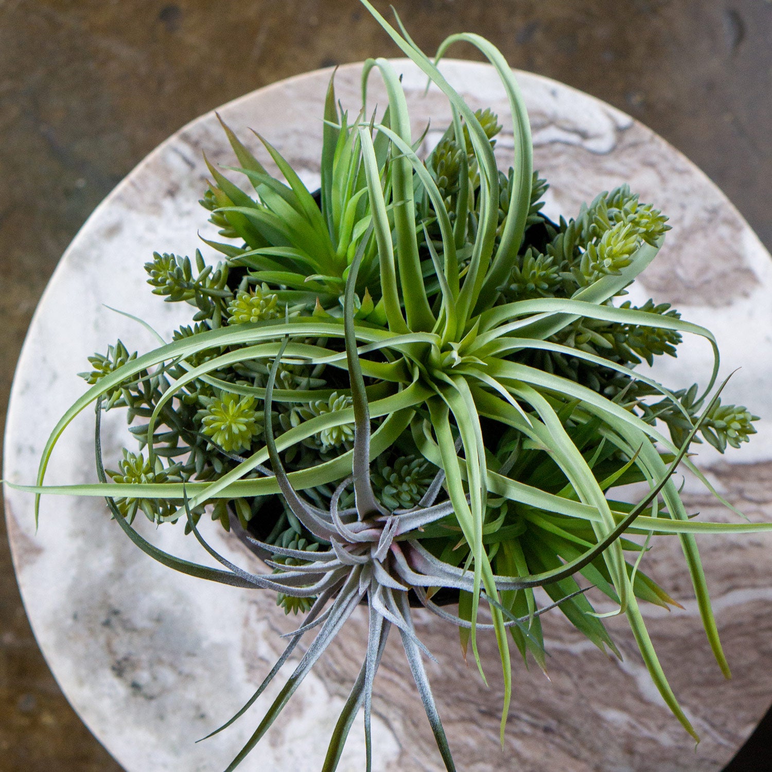 Nama Air Plant Mix w/ Sedum 13"H