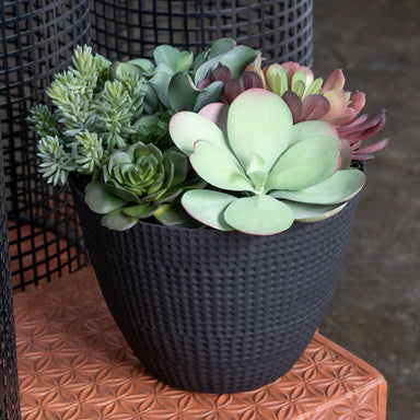 Permanent Botanical arrangment: Succulent Mix with Paddle Kalanchoe in black Nama Planter. Side View.