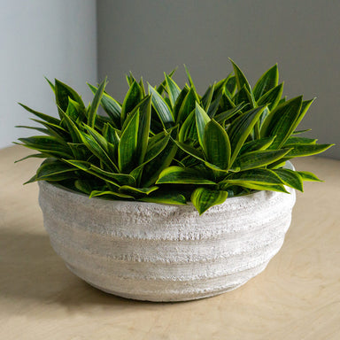 Sansevieria permanent botanical design in chalky white Dolma Bowl.