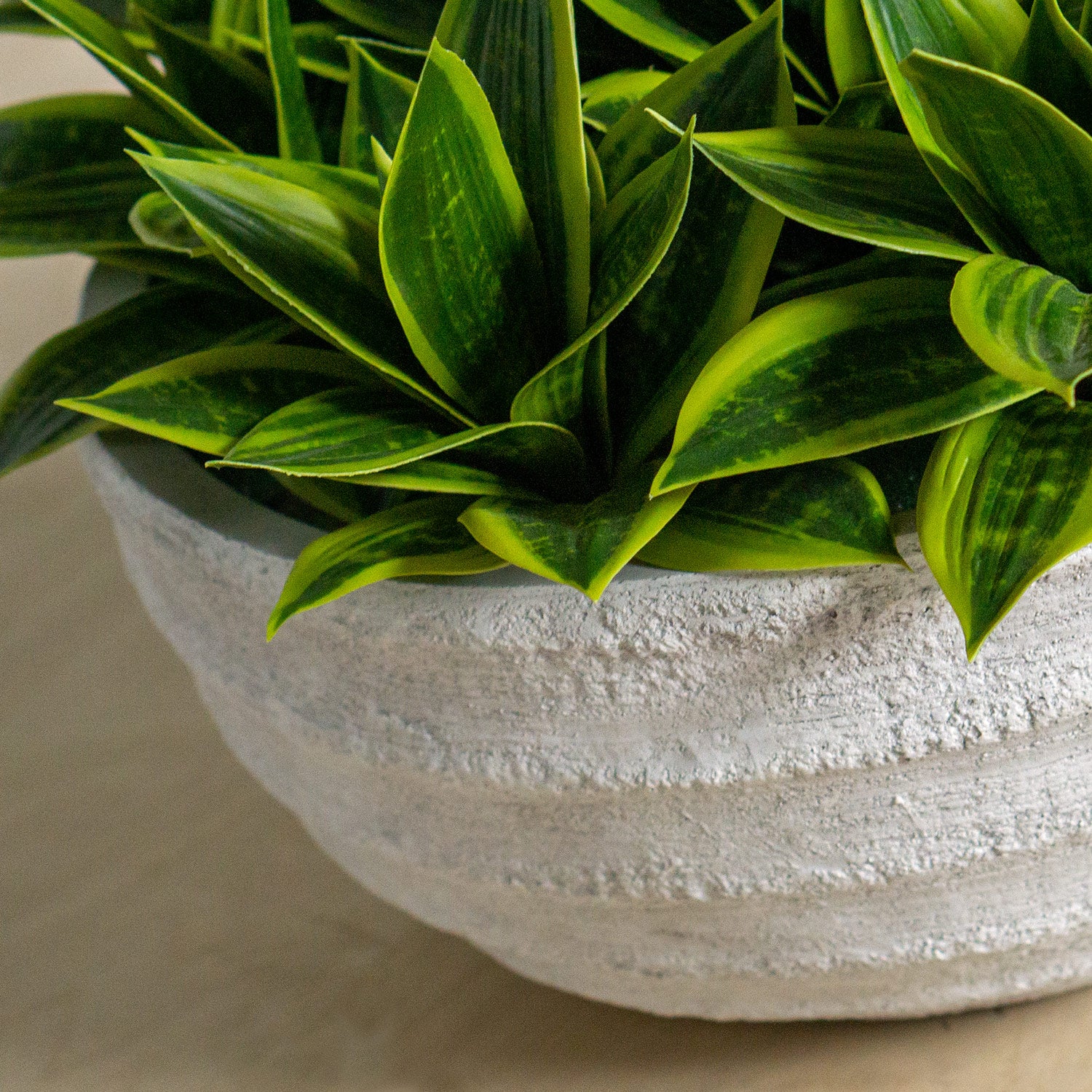 Sansevieria permanent botanical design in chalky white Dolma Bowl close up.