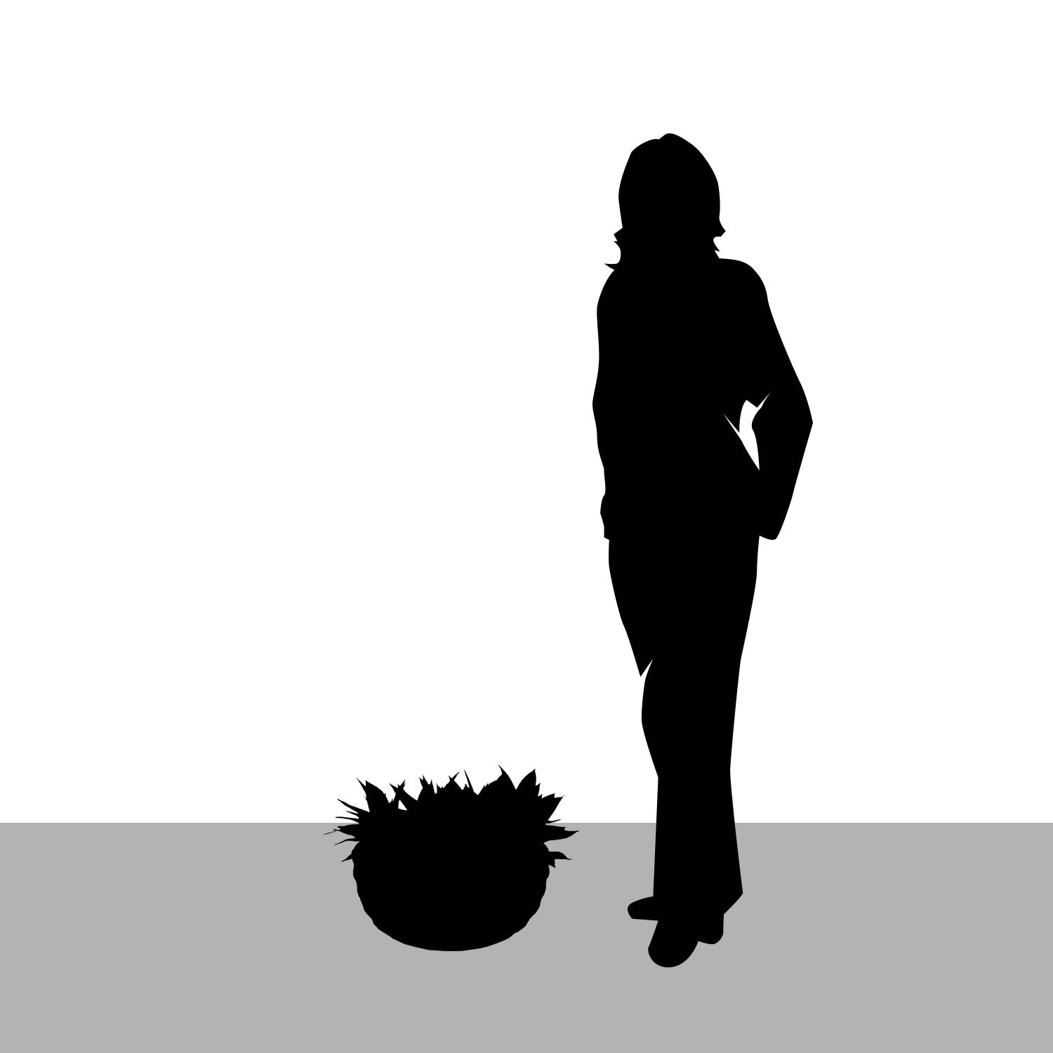 Diagram showing size of Sansevieria permanent botanical design Dolma Bowl in comparison to a US-average sized woman.