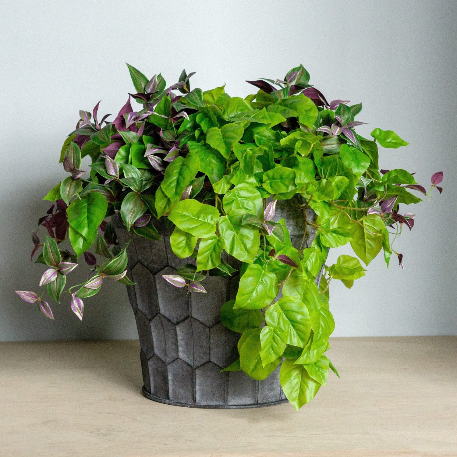 hanging dude plant Wandering Dude 22"L Bush, hanging — Gold Leaf Design Group