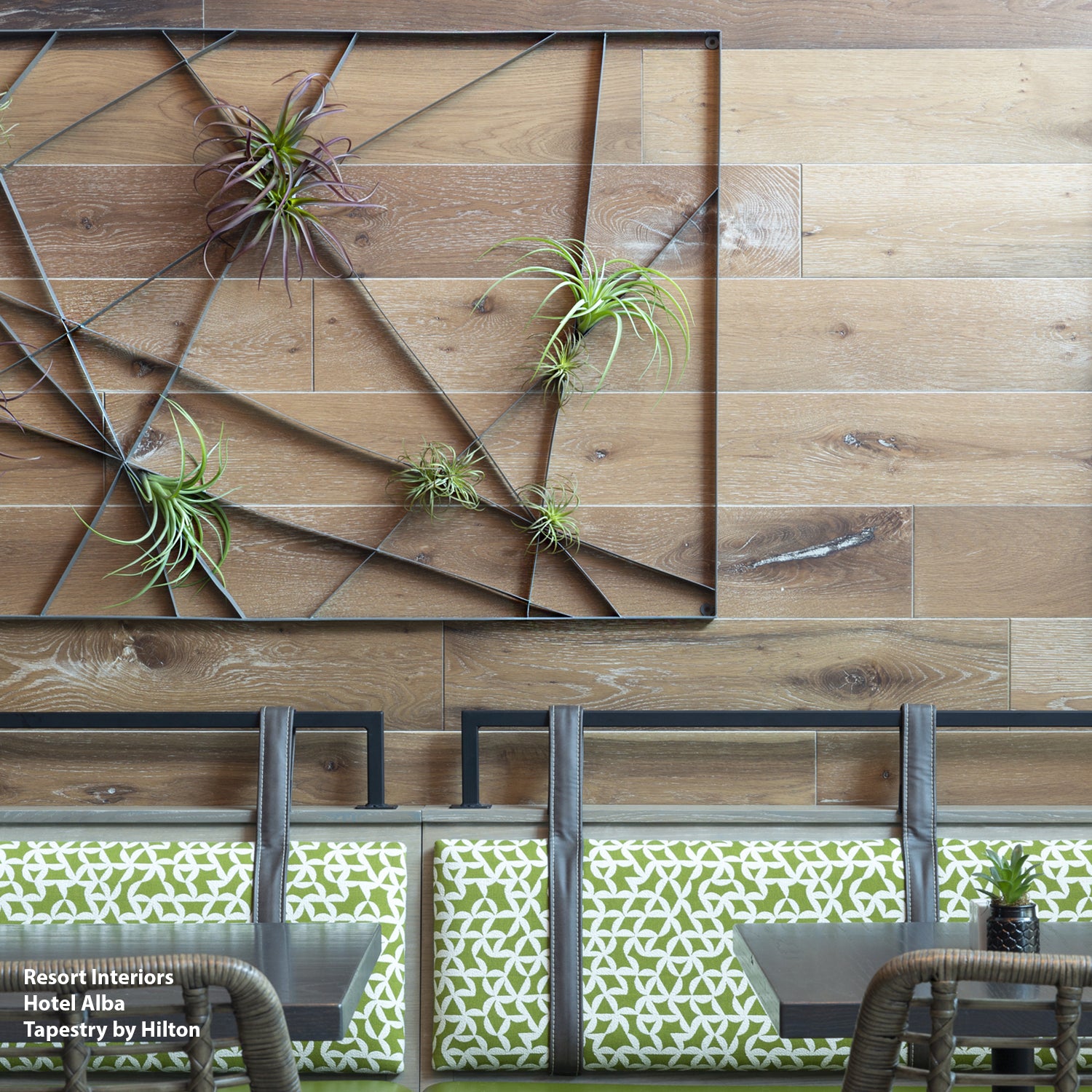 Tillandsia Tenuifolia Bronze Air Plant