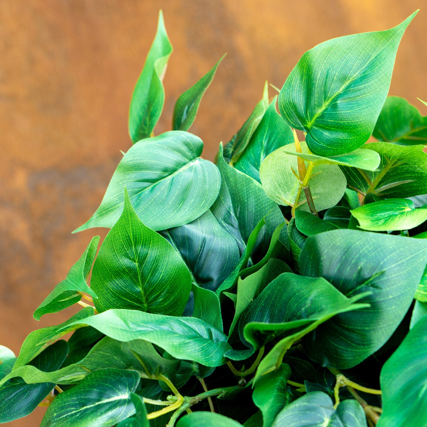 Philodendron Green Heart Leaf in Stainless Moda Planter