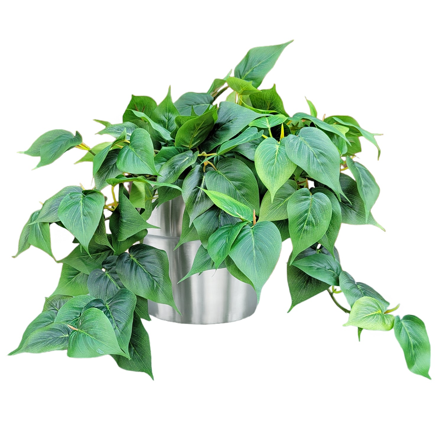 Philodendron Green Heart Leaf in Stainless Moda Planter