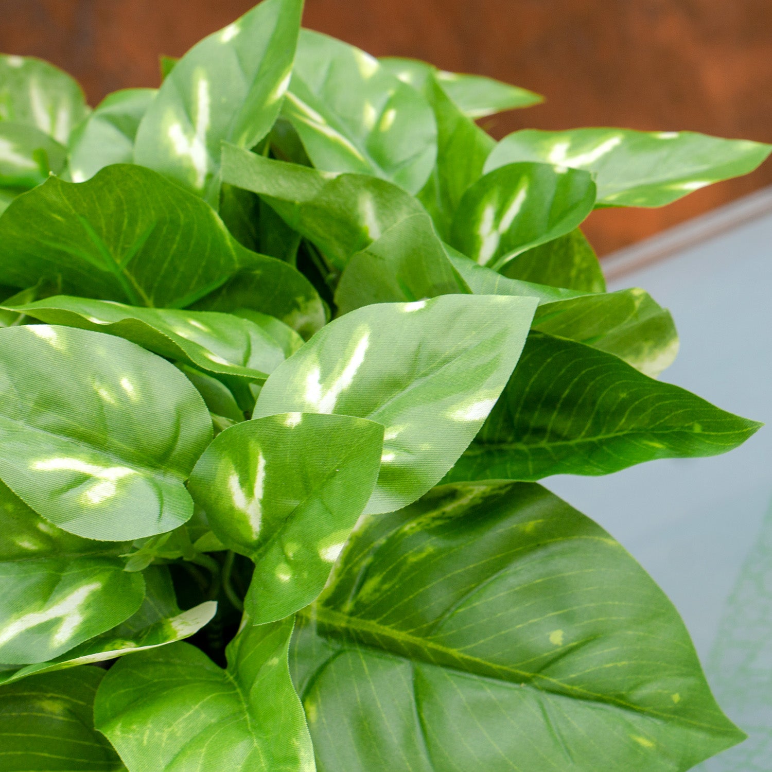 Pothos in Stainless Moda Planter