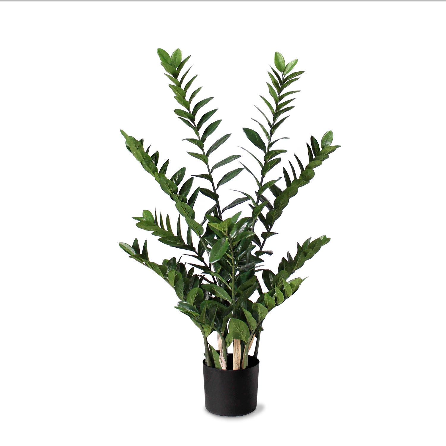 ZZ Plant 38"H, Potted
