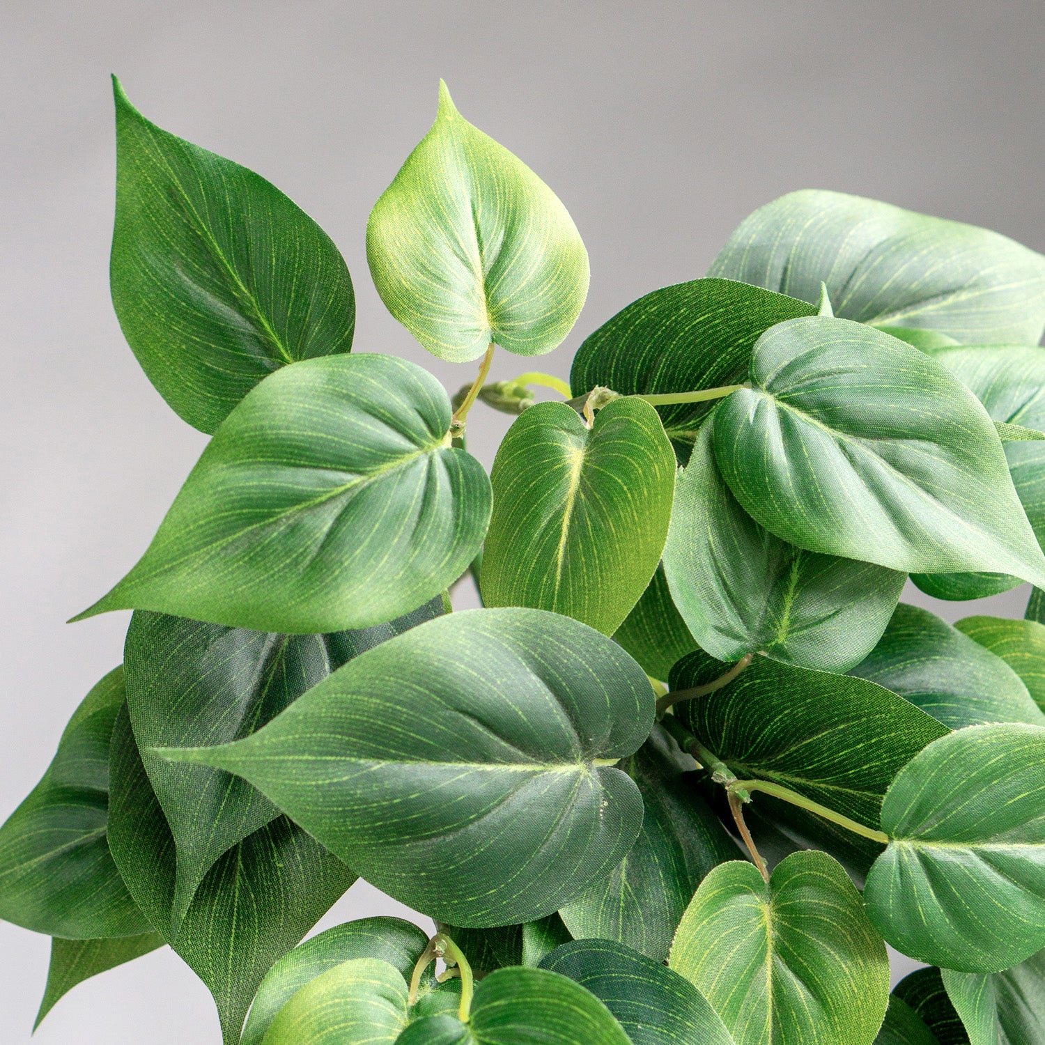 Philodendron Green Heartleaf in Nama Planter, LG
