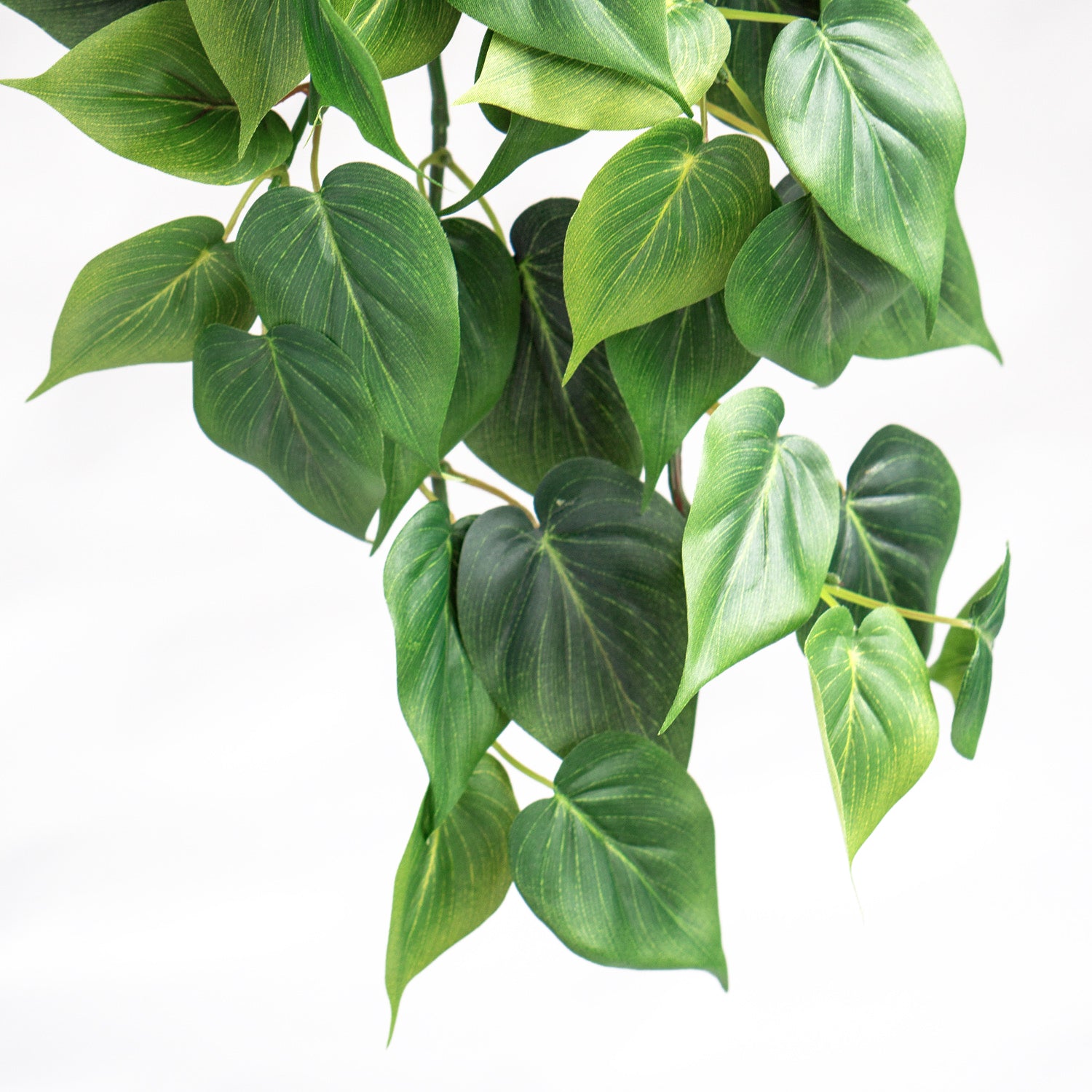 Philodendron Green Heartleaf in Nama Planter, LG