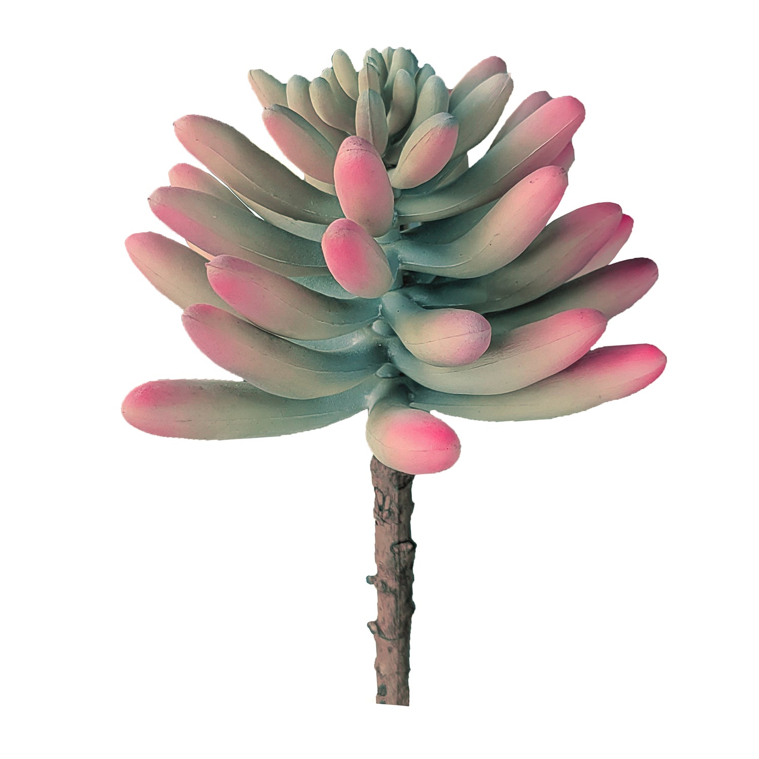 Succulent:  Sedeveria Pastel, 6.75"H