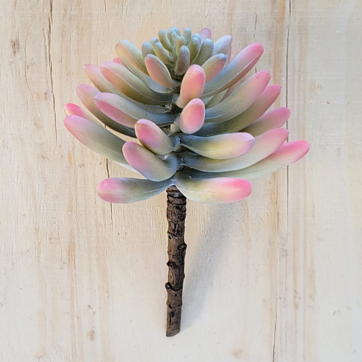 Succulent:  Sedeveria Pastel, 6.75"H