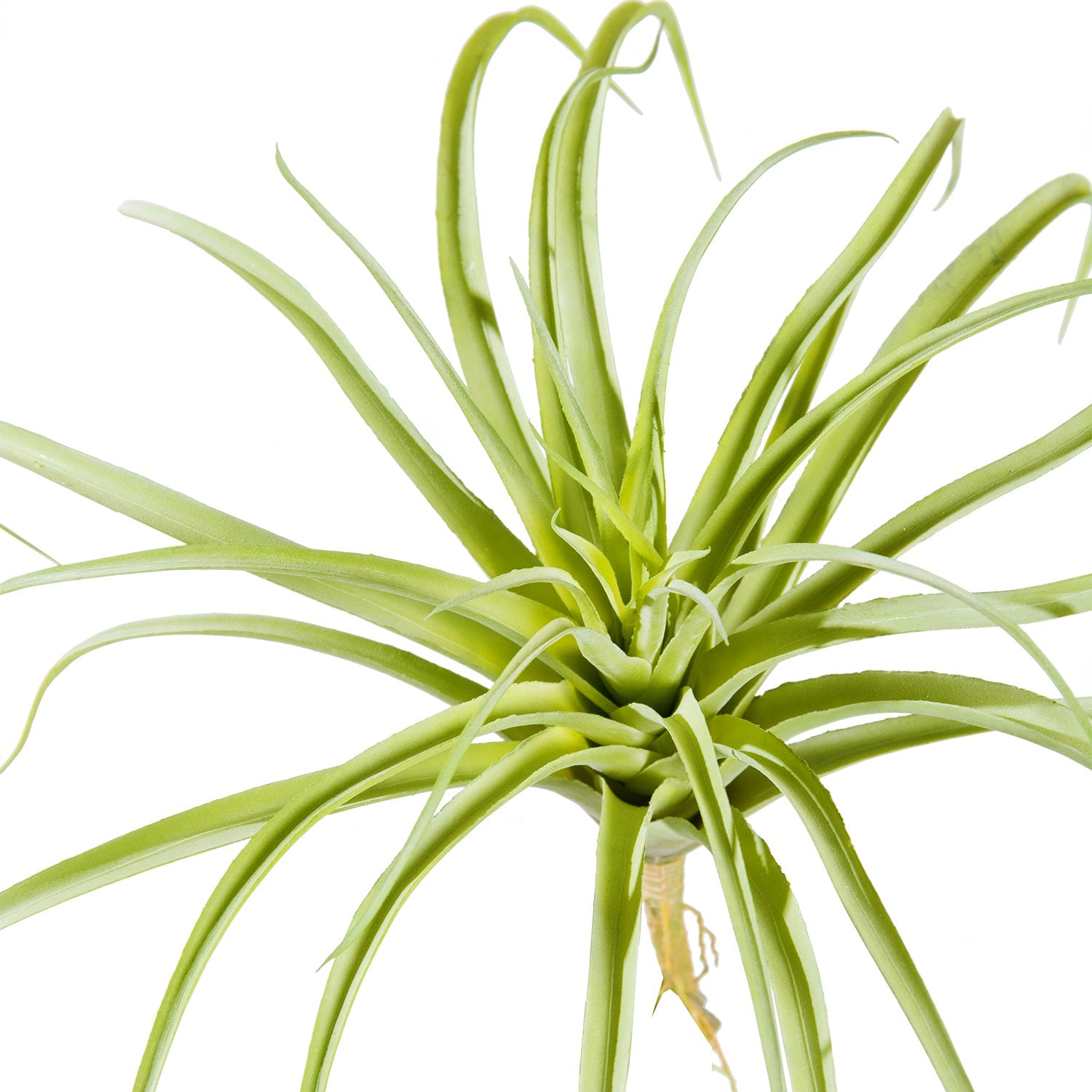 Tillandsia Latifolia 12"OD Air Plant