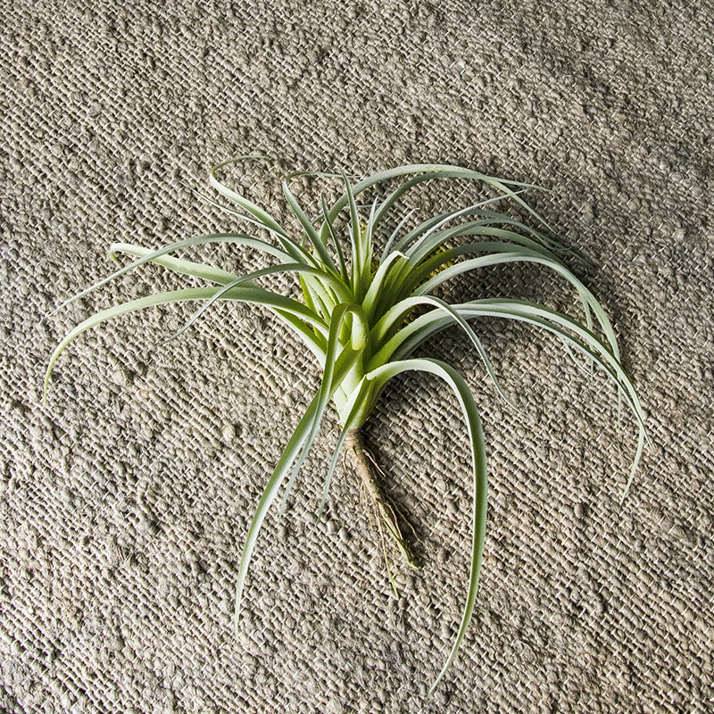 latifolia air plant Tillandsia Latifolia 12"OD Air Plant — Gold Leaf Design Group