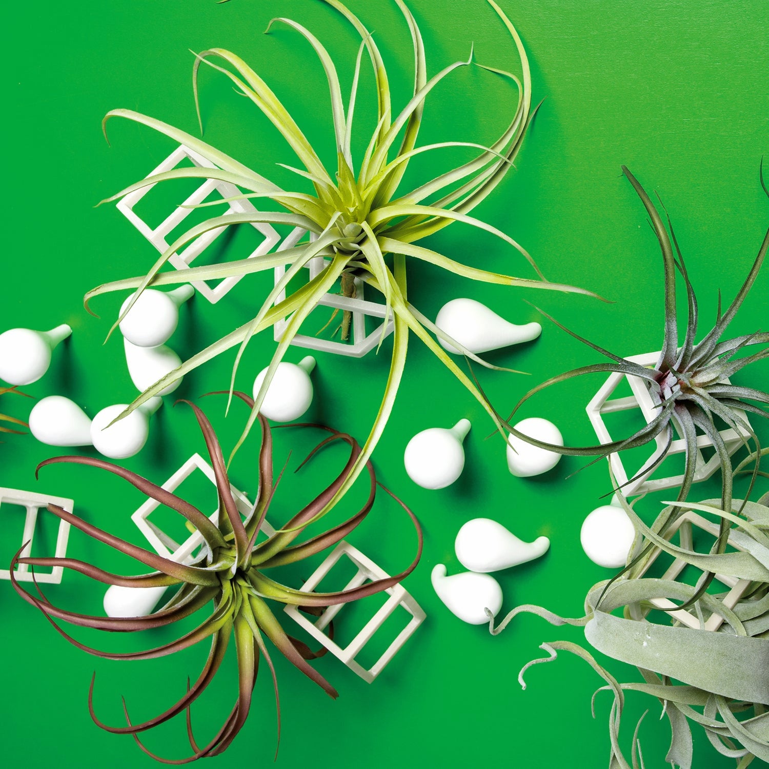 latifolia air plant Tillandsia Latifolia 12"OD Air Plant — Gold Leaf Design Group