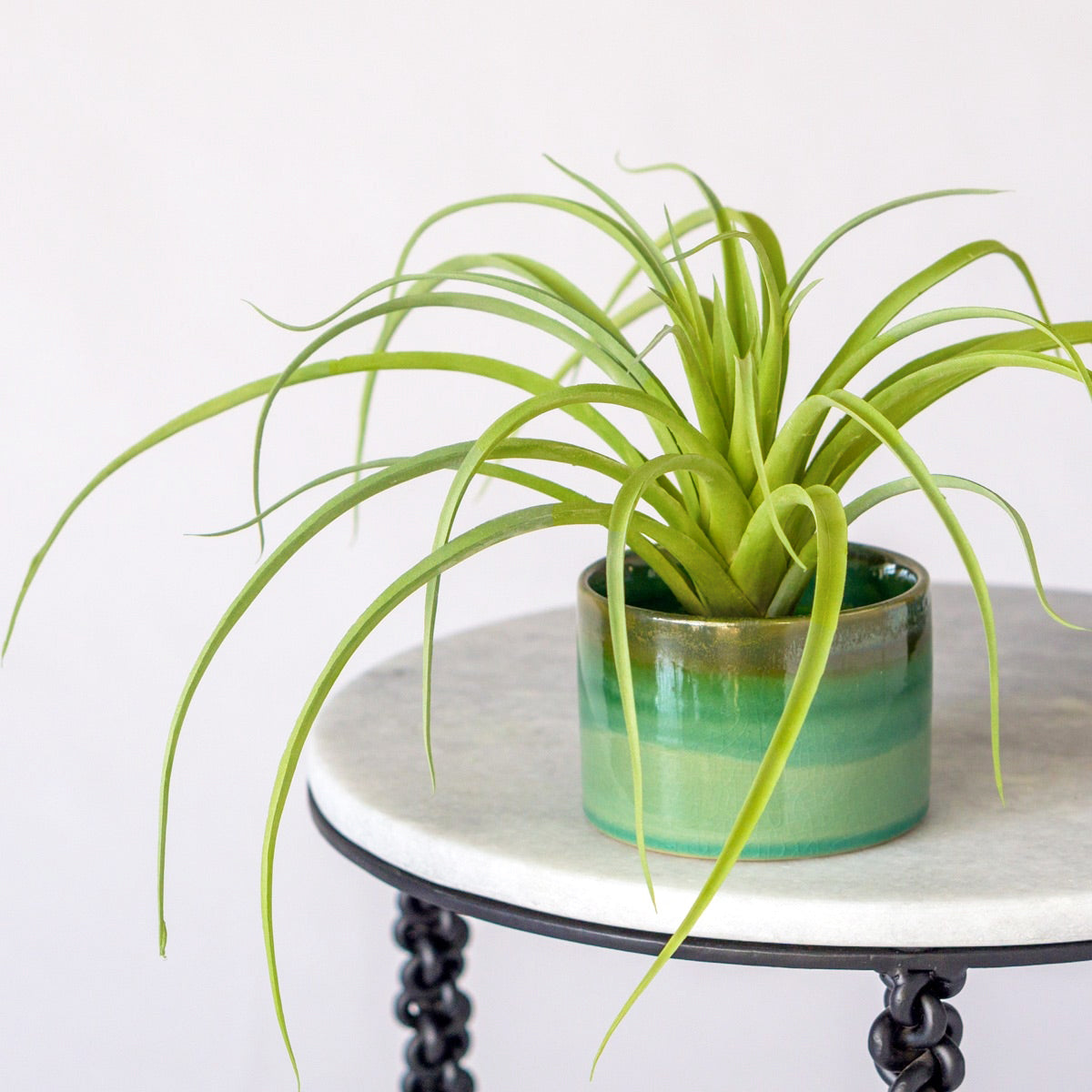 latifolia air plant Tillandsia Latifolia 12"OD Air Plant — Gold Leaf Design Group