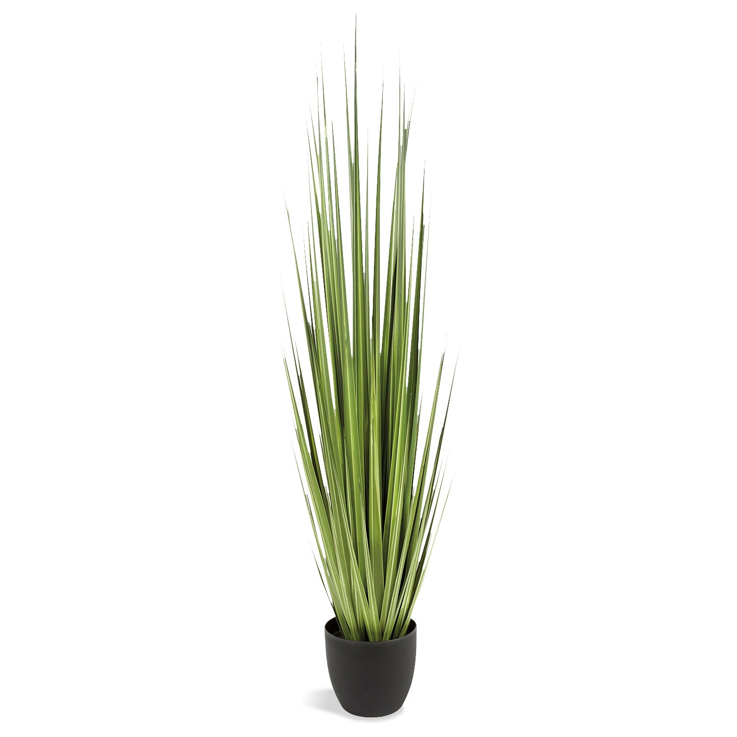 Grass: Century 60"H, Potted