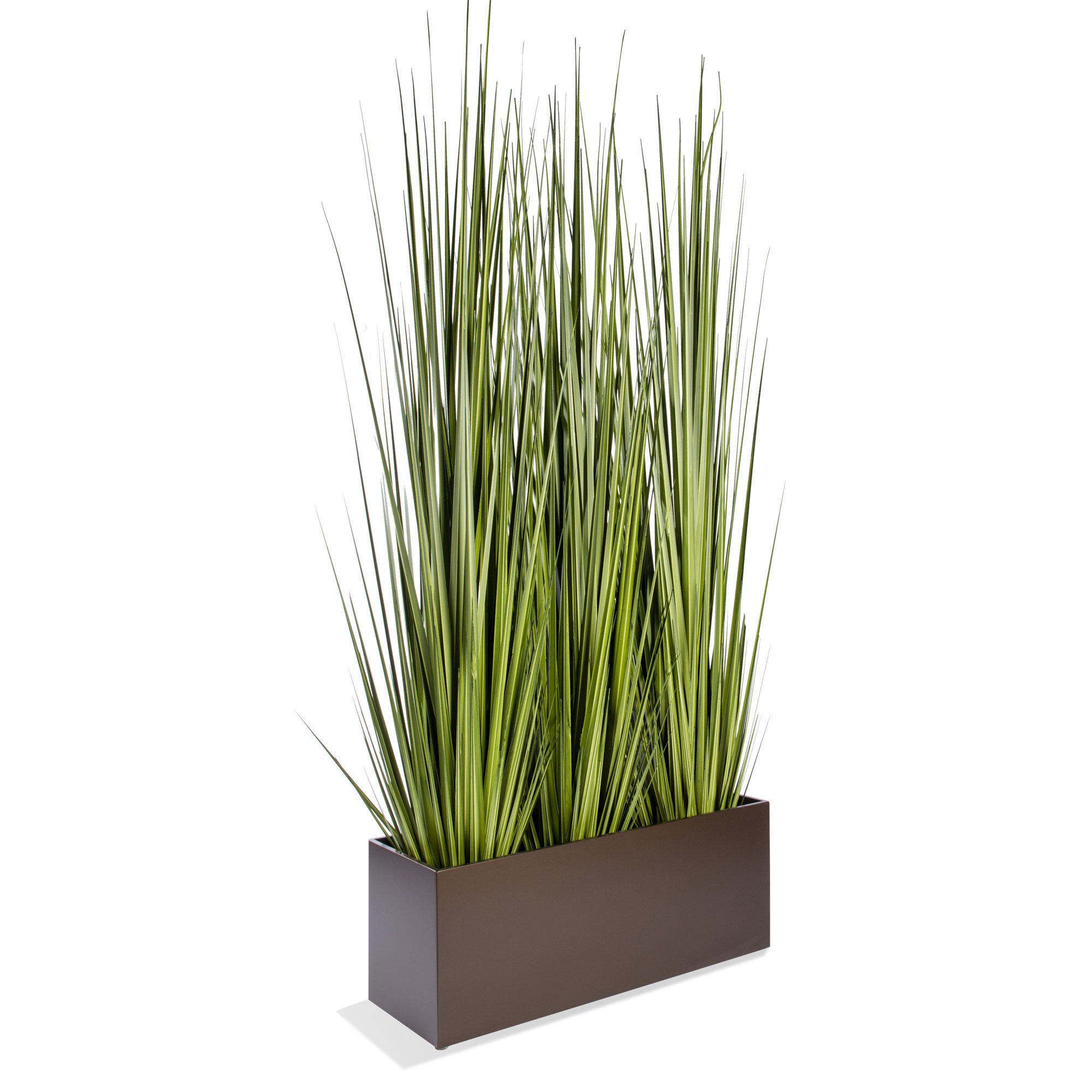 Grass: Century 86"H, Potted (additional freight required)