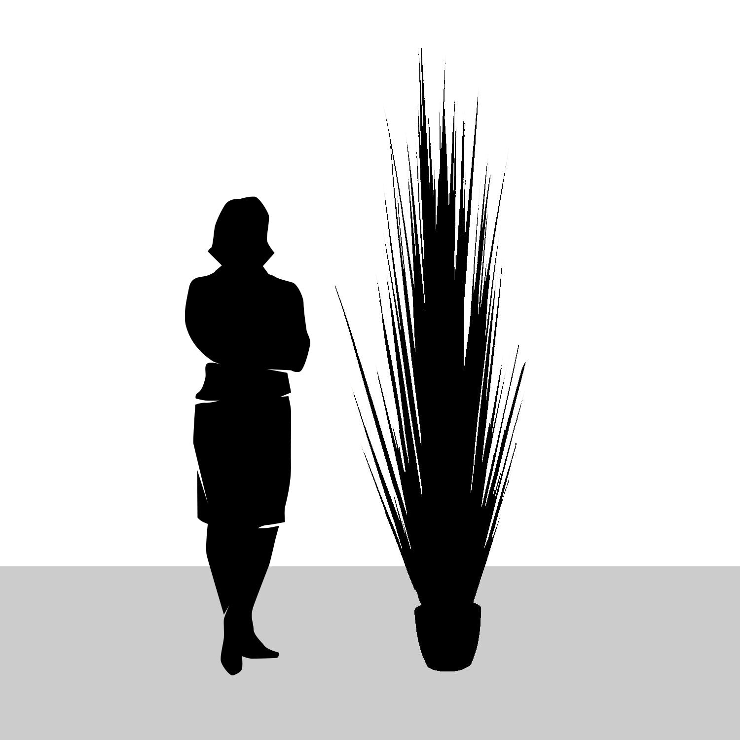 Grass: Century 86"H, Potted