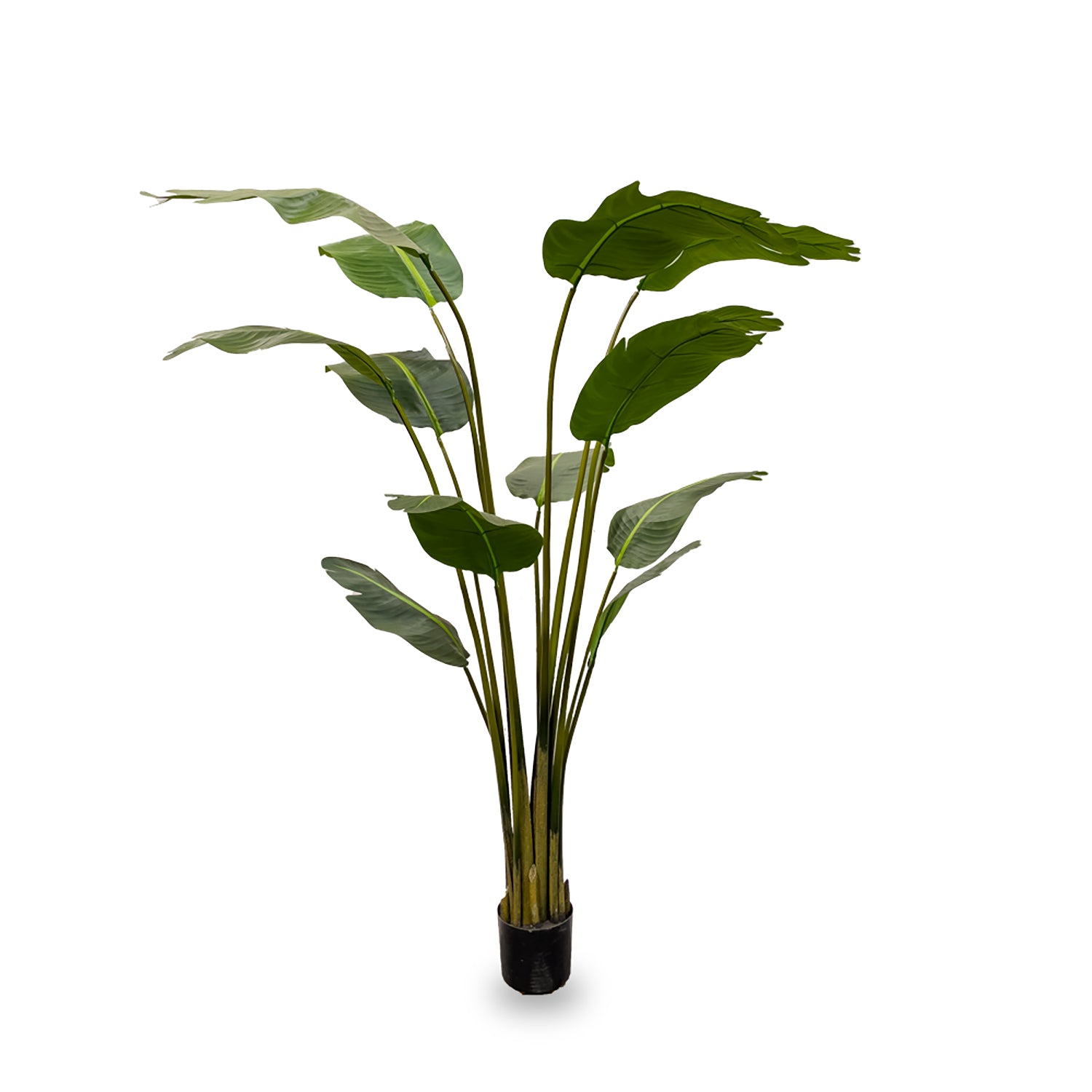 Traveler's Palm 68"H, Potted