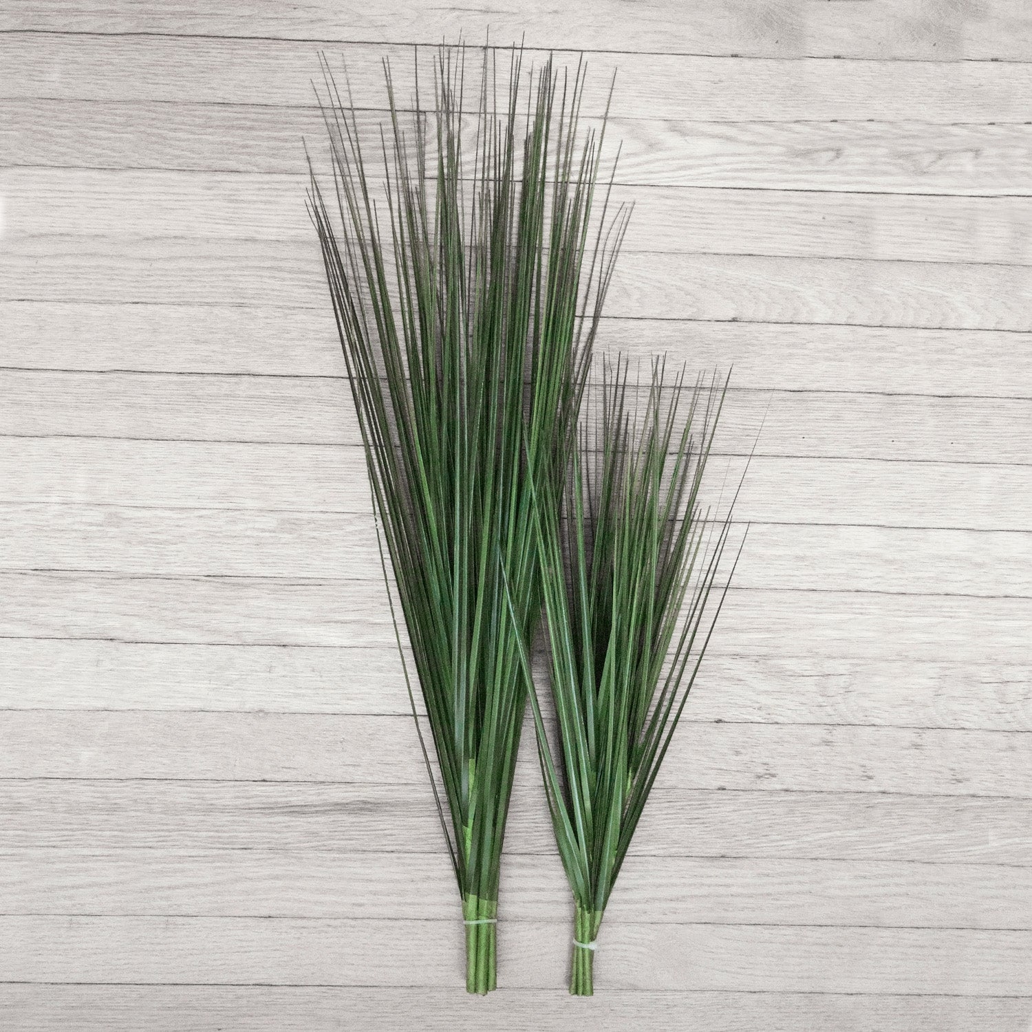 Grass: Cortada, Unpotted 21.5"H (6 Stem Bunch)