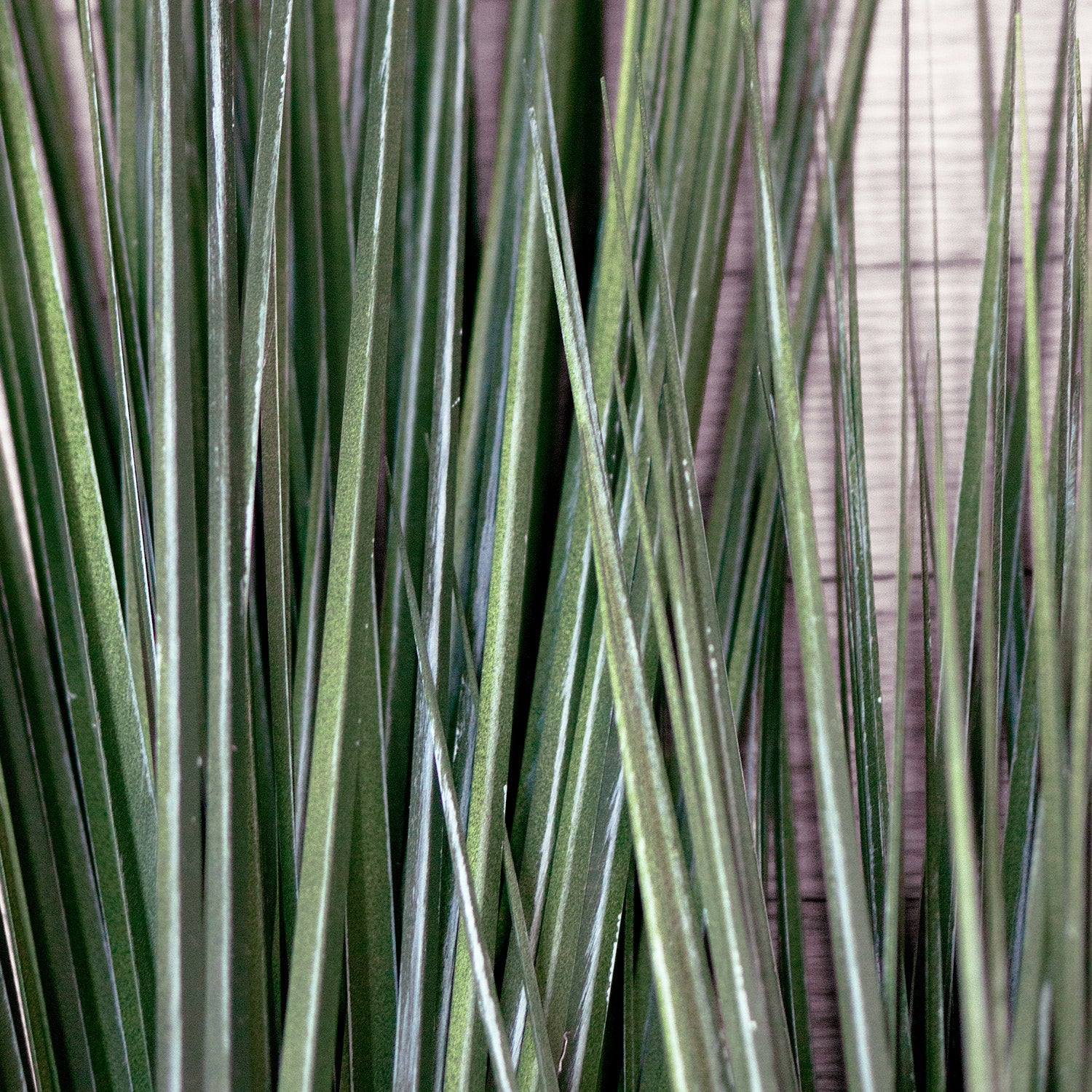 Grass: Cortada Grass in Urbano Tombo Short, Set/ 2