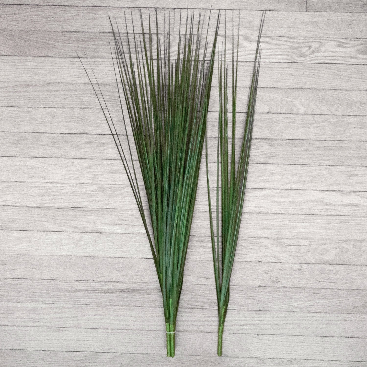 Grass: Cortada, Unpotted 32.5"H (6 Stem Bunch)