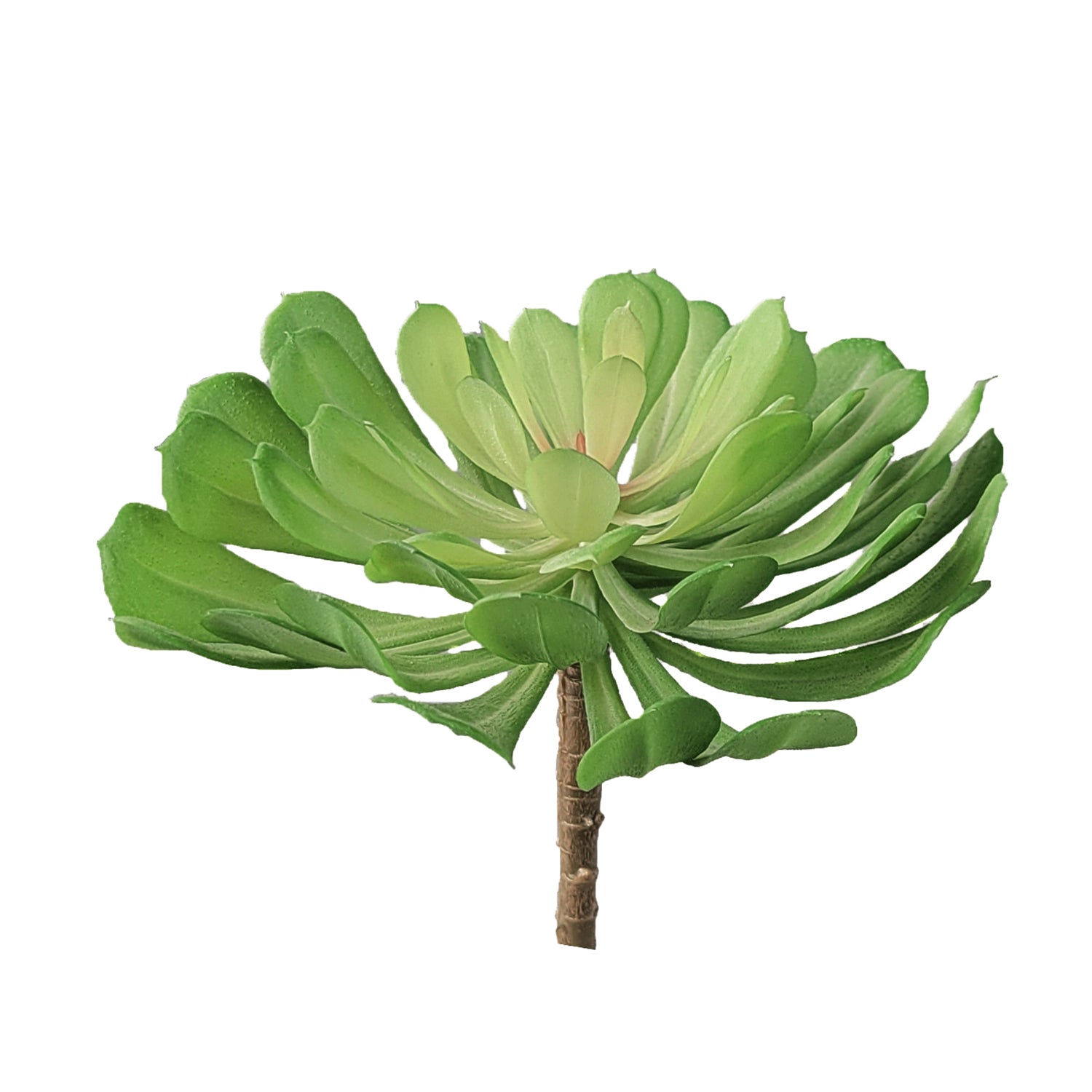 Succulent:  Echeveria Pulidonis Two-Tone