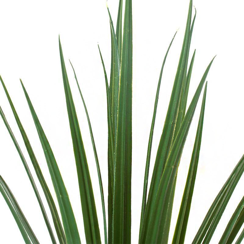 Grass: Liriope in Linea Planter