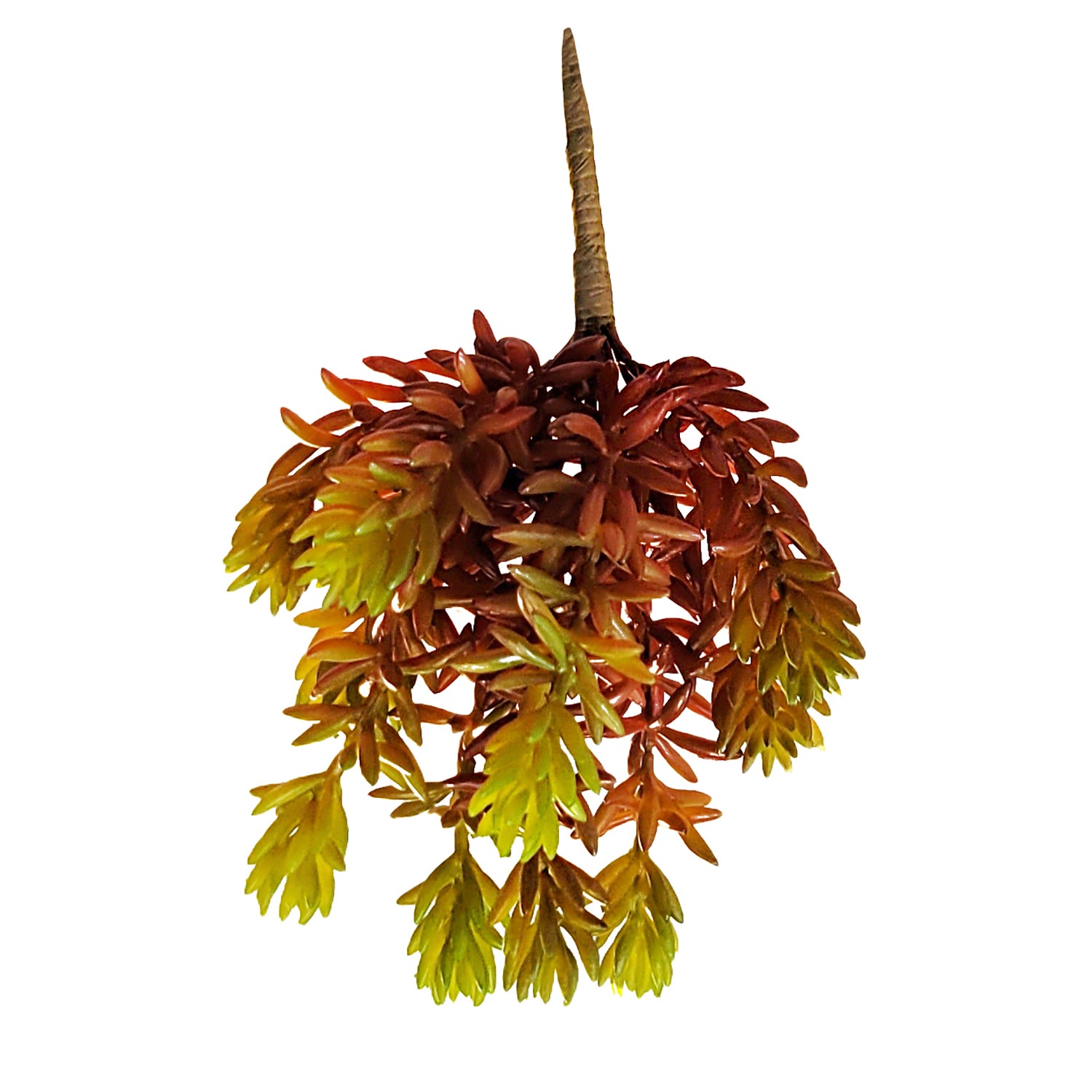 Succulent:  Sedum Album, Burgundy Green hanging