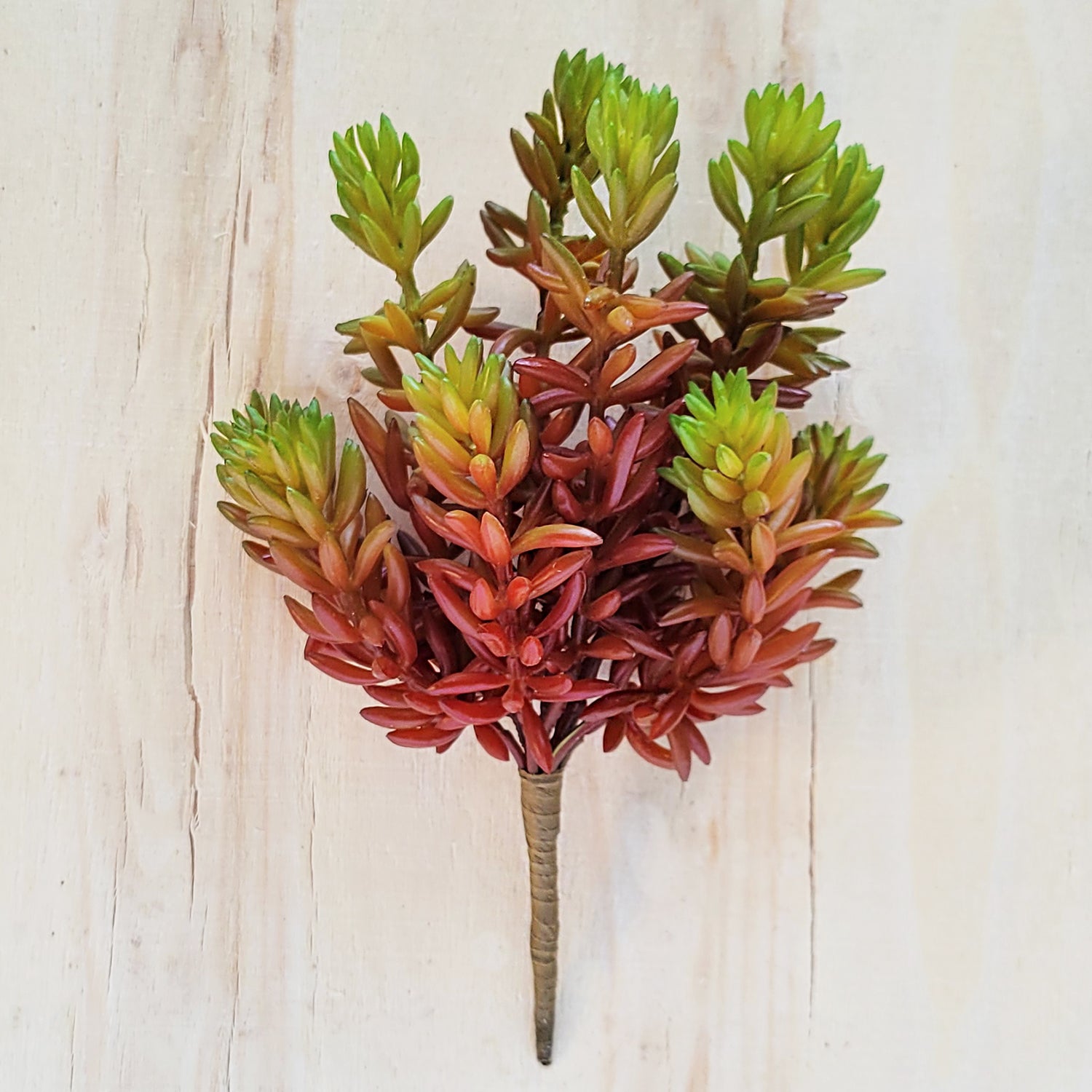 sedum album succulent Succulent: Sedum Album, Burgundy Green hanging — Gold Leaf Design Group