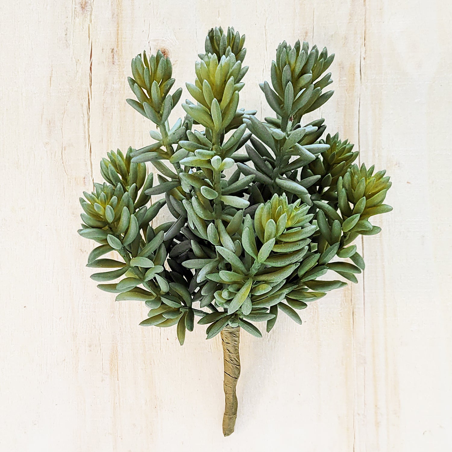 sedum album succulent Succulent: Sedum Album, Green hanging — Gold Leaf Design Group