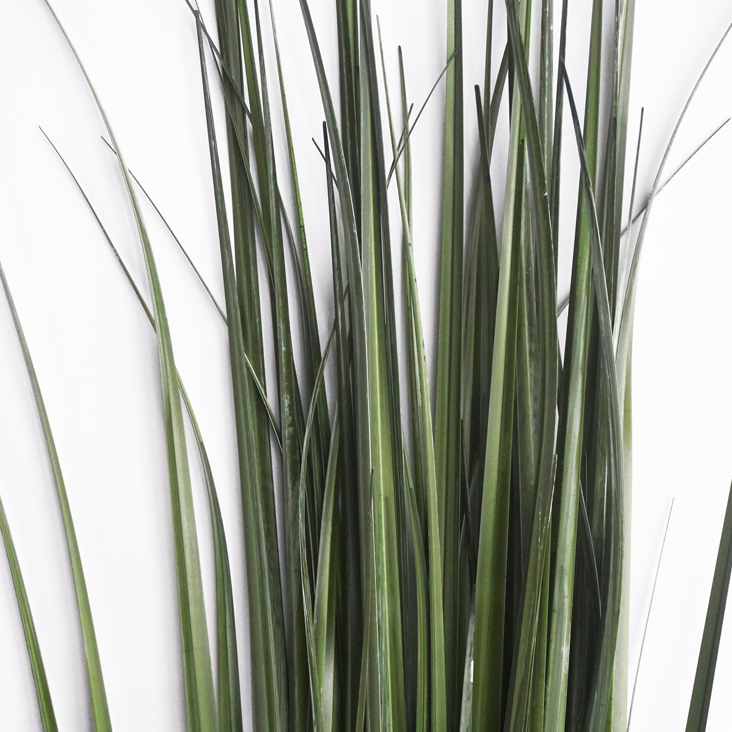 Grass: Cane 65"H, Potted