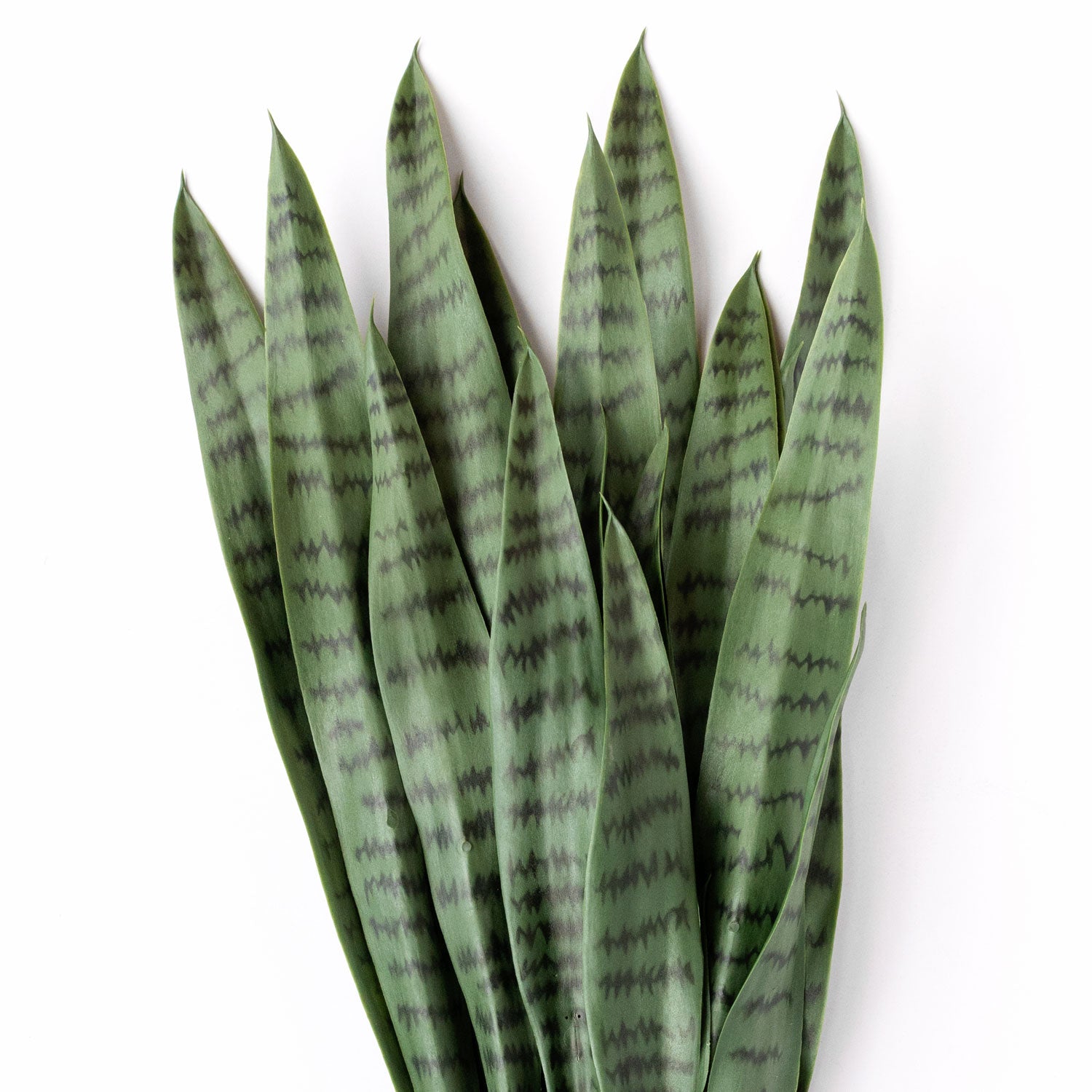 Outdoor Sansevieria Green Plant Set Unpotted, 18"H