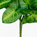 Syngonium permanent botanical close up.