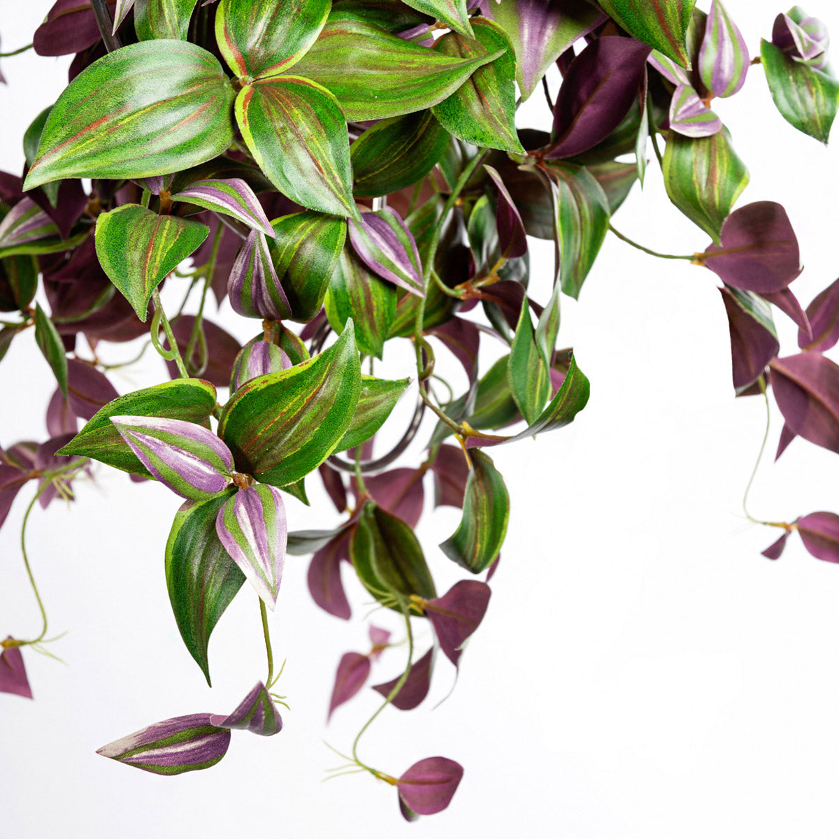 hanging dude plant Wandering Dude 22"L Bush, hanging — Gold Leaf Design Group
