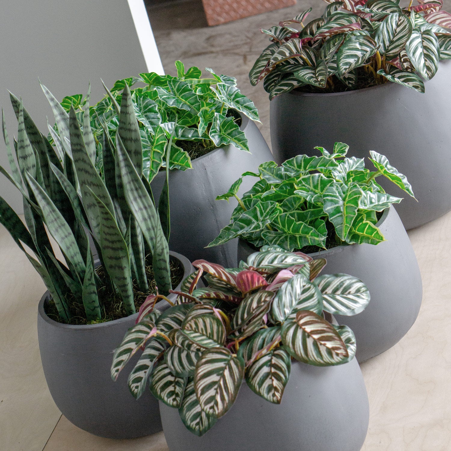 Multiple permanent botanical designs in puddle planter including Sansevieria.