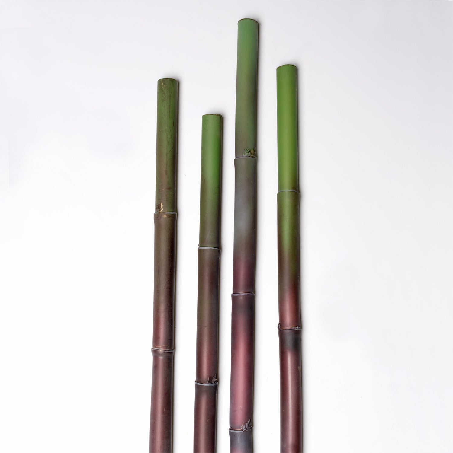 Sugar Cane Pole, Purple (additional freight required)
