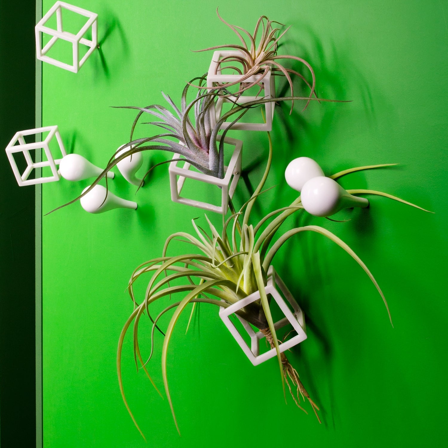 air plants philadelphia Tillandsia Latifolia 12"OD Air Plant — Gold Leaf Design Group