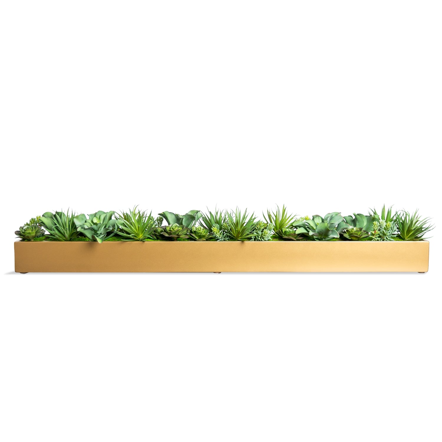 Desert Echeveria in Rectangle Planter (additional freight required)