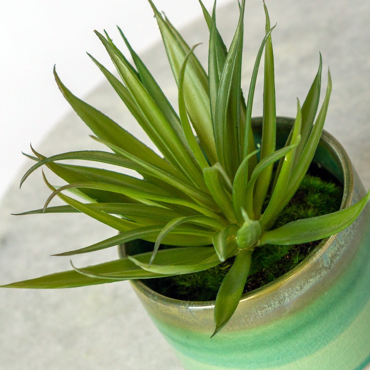 Succulent:  Yucca Mini Green, 7"H