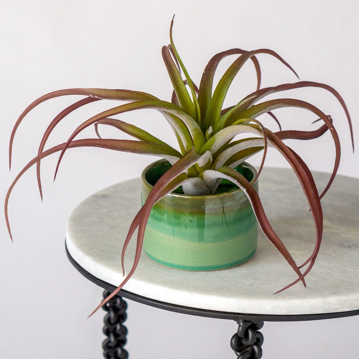 Tillandsia Tenuifolia Bronze Air Plant