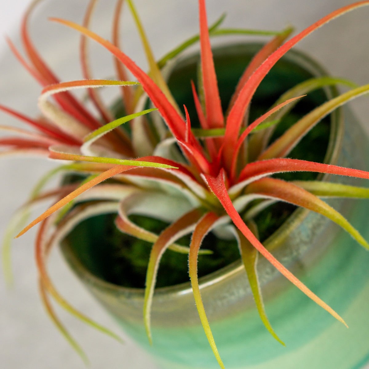 Tillandsia Ionantha Rubra - Vivaio Roma Garden Tillandsia Ionantha Rubra - Vivaio Roma Garden