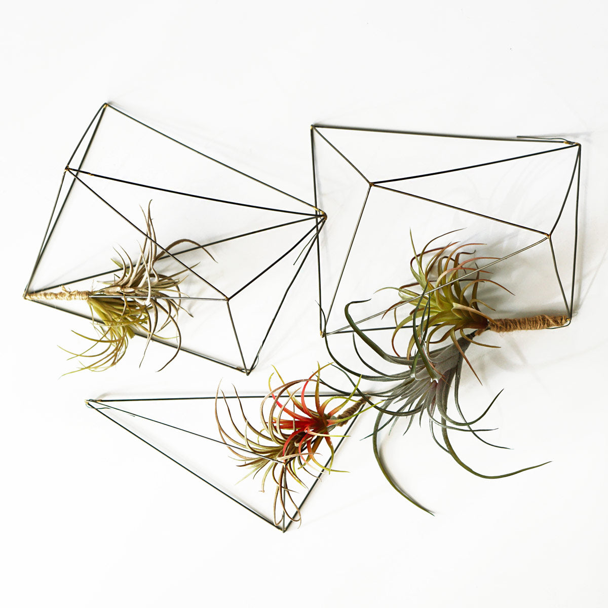 best wire for air plants Air Plants on Wire Crystals Set/ 3 — Gold Leaf Design Group
