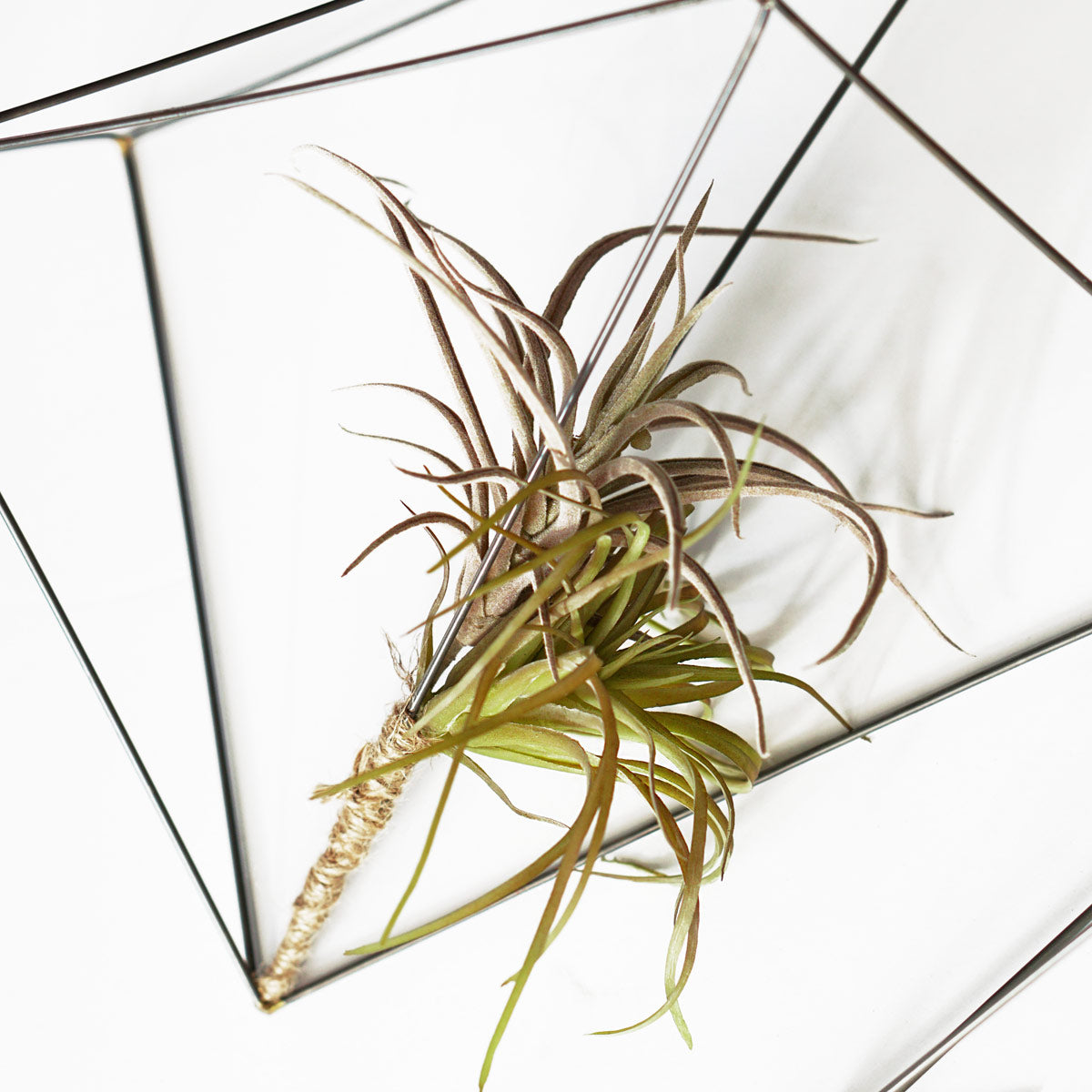 how to attach air plants to crystals Air Plants on Wire Crystals Set/ 3 — Gold Leaf Design Group