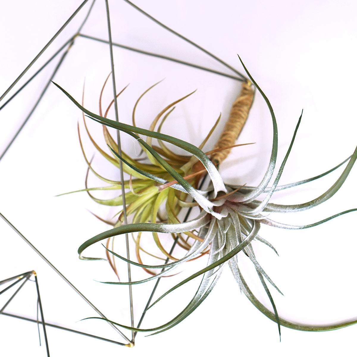 air plant crystals Air Plants on Wire Crystals Set/ 3 — Gold Leaf Design Group