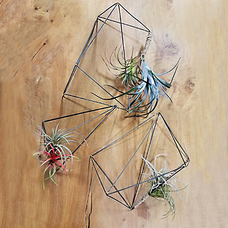 air plant wall hooks Air Plants on Wire Crystals Set/ 3 — Gold Leaf Design Group