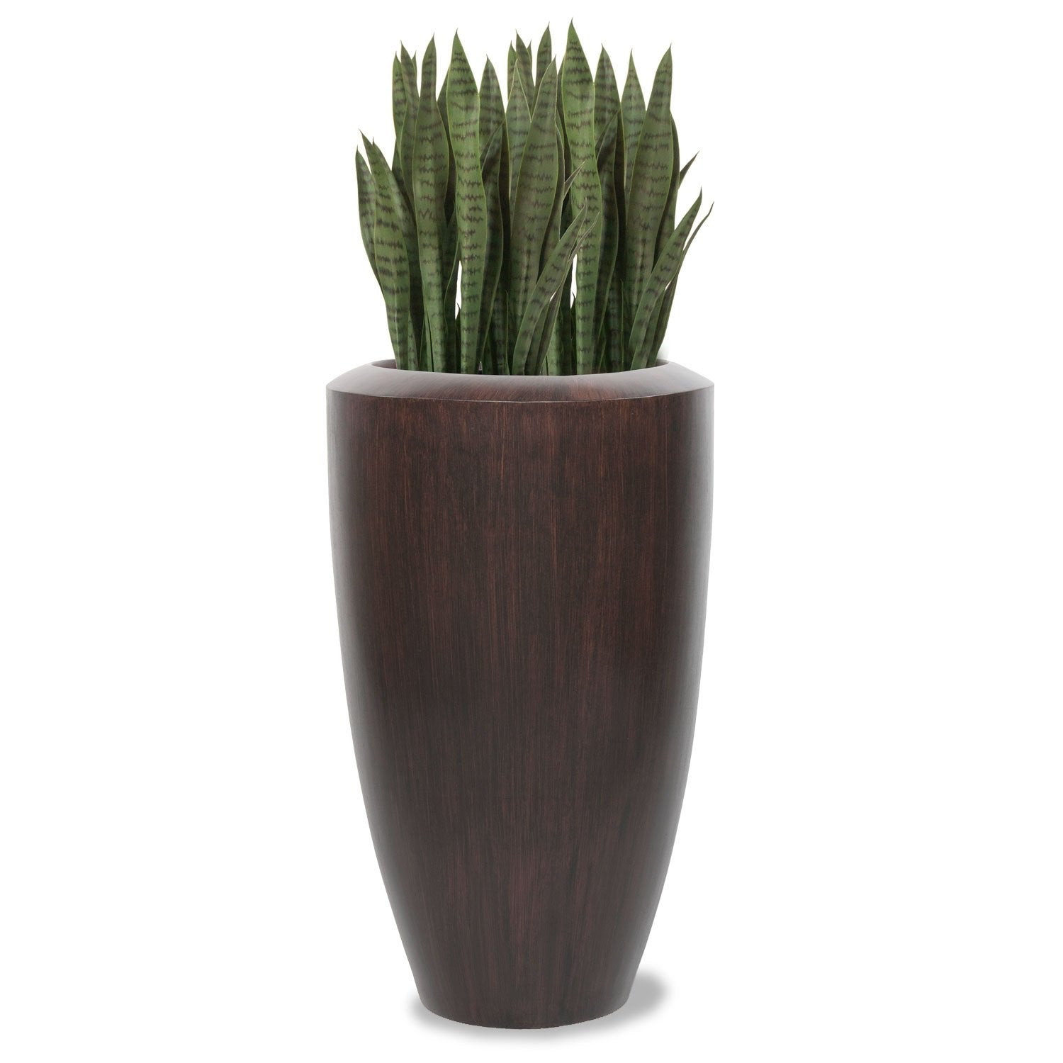 Outdoor Sansevieria Green Plant Set Unpotted, 22"H
