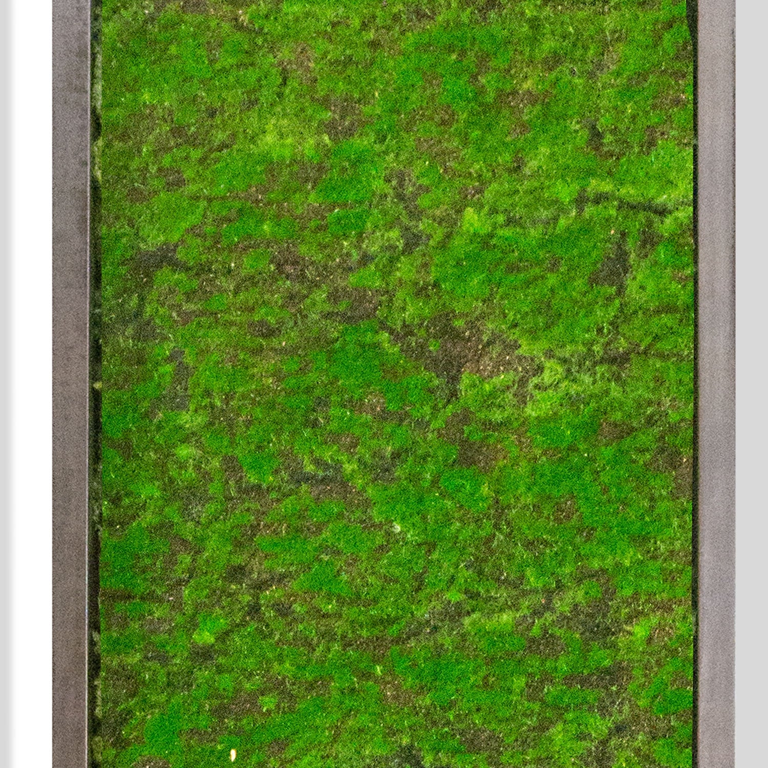 Green Wall, ‘New Moss Rectangle’, 62.5"L