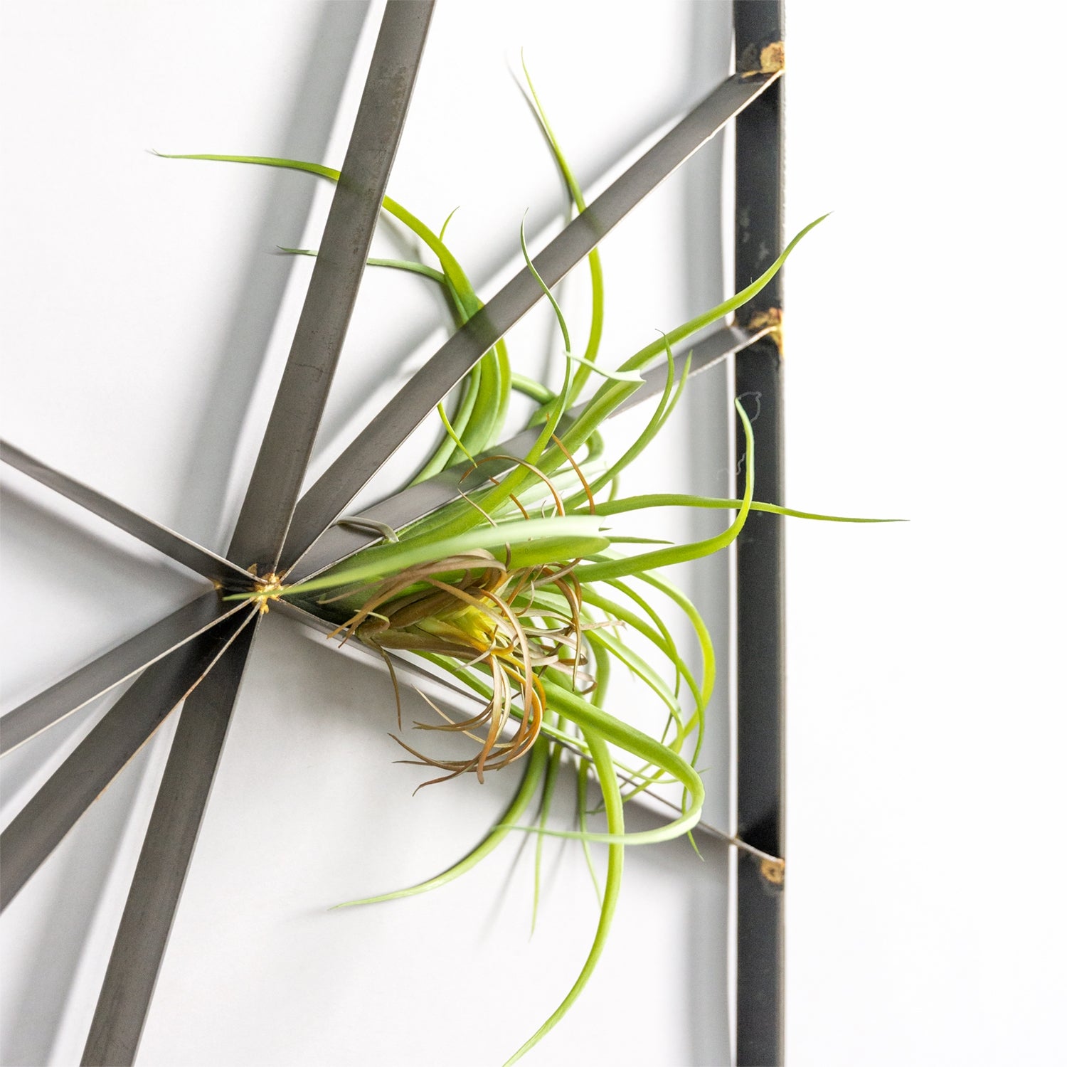 Green Wall, Intersect w/ Tillandsia Mix (possible additional transportation charge)